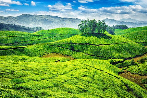 Munnar - Photo 6