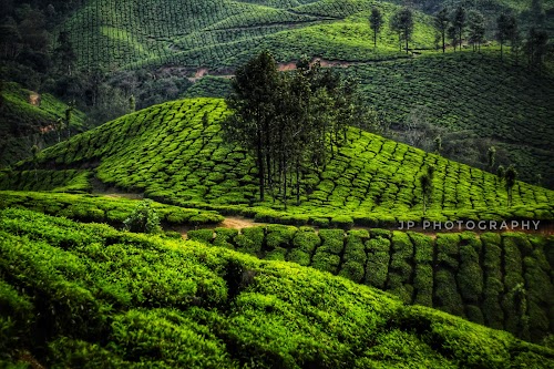 Munnar - Photo 3
