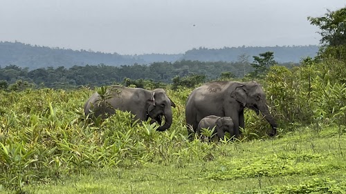 Nameri National Park And Forest Reserve