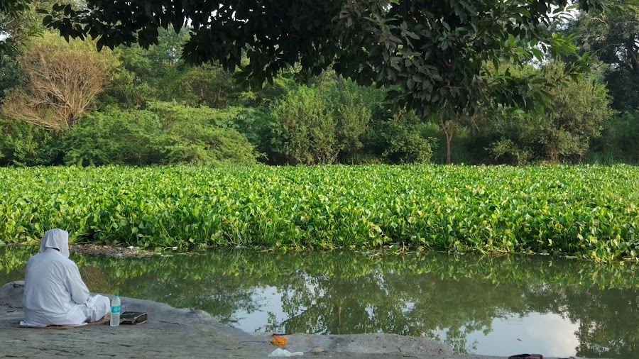 Kanjli Wetland - Photo 2