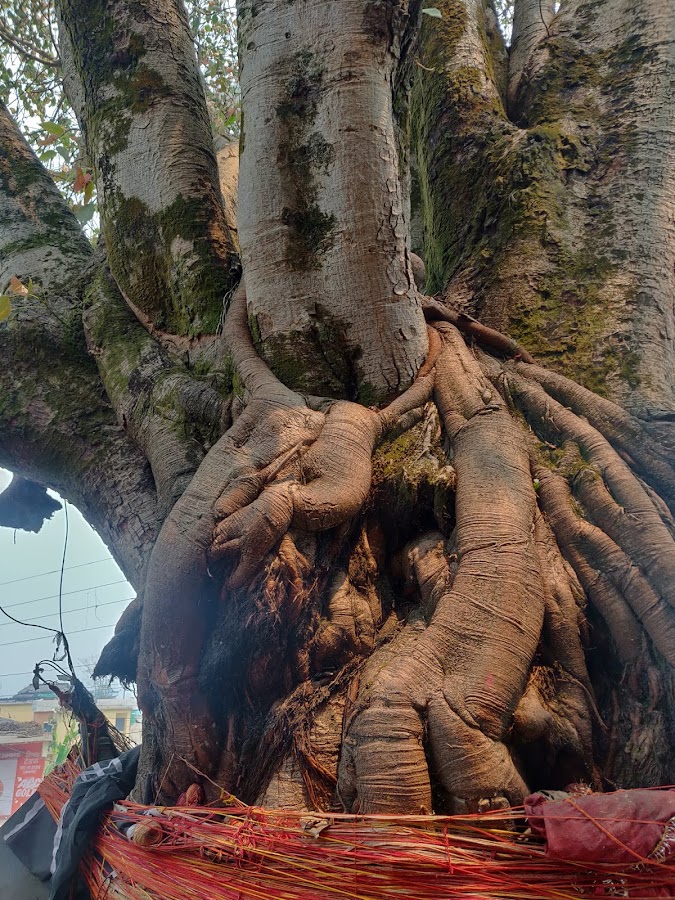 Nagnath Temple - Photo 8