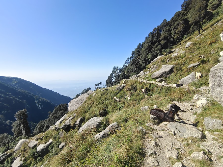 Triund Trek - Photo 4