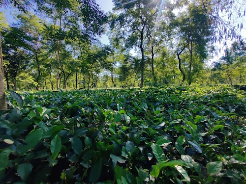 Jalpaiguri - Photo 2