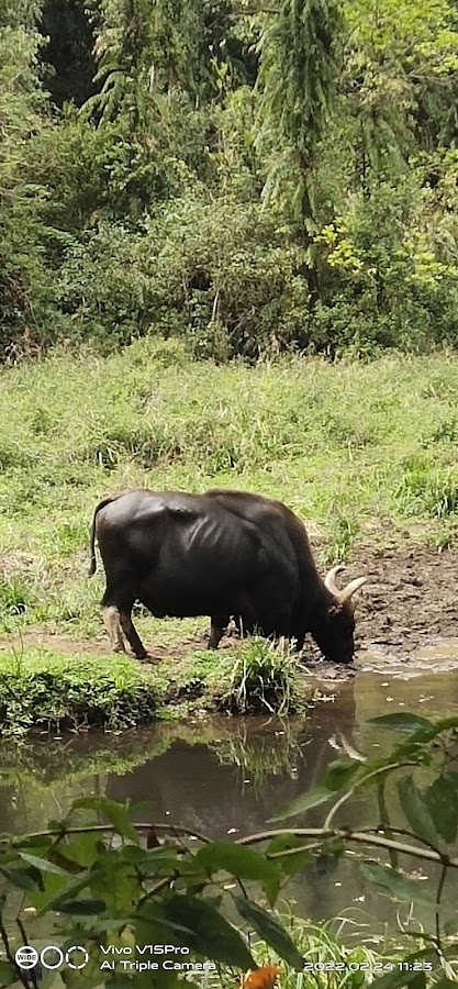 Periyar Tiger Reserve - Photo 2