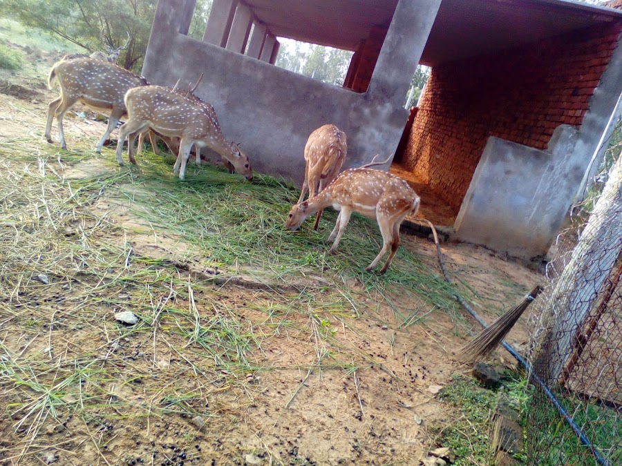 Deer Park - Photo 2