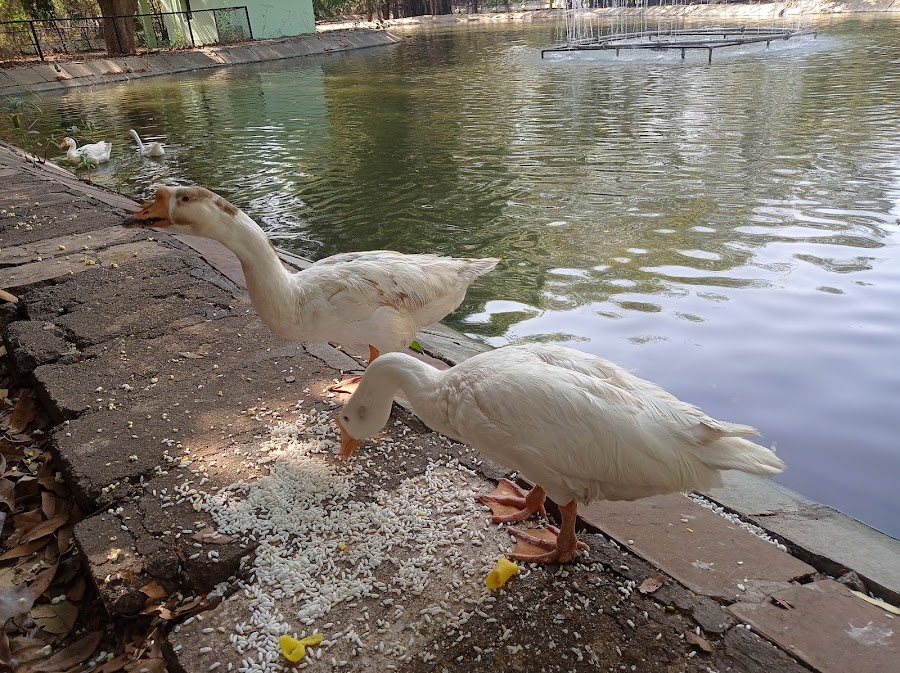 Sarthana Nature Park - Photo 4