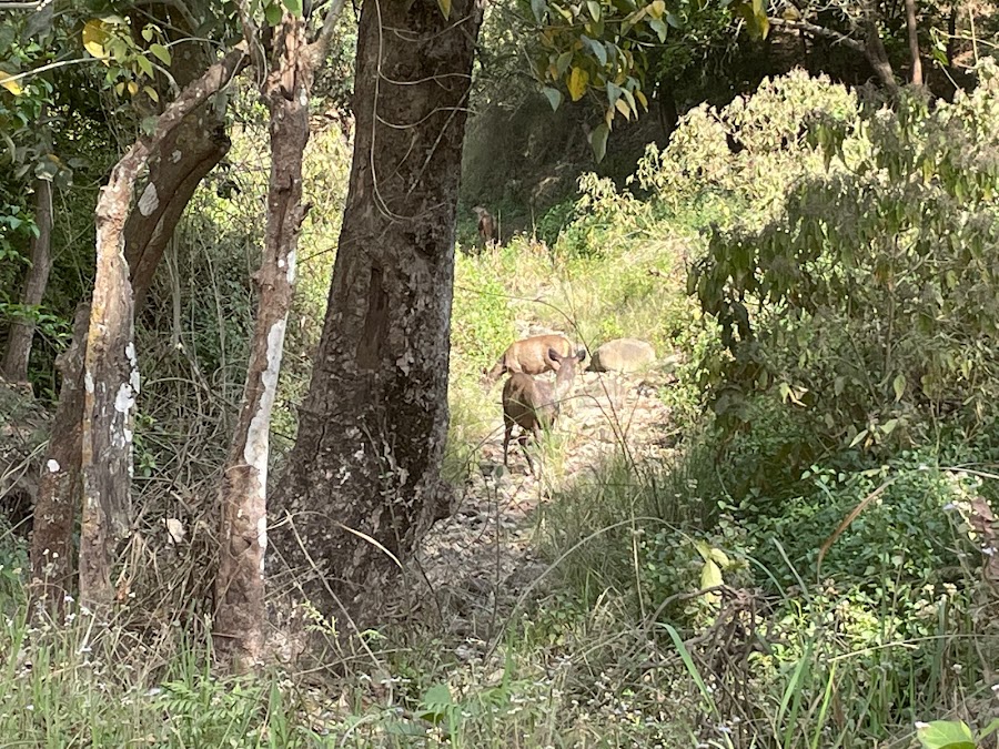 Chilla Wildlife Sanctuary - Photo 6