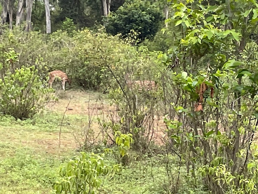 Chilla Wildlife Sanctuary - Photo 5