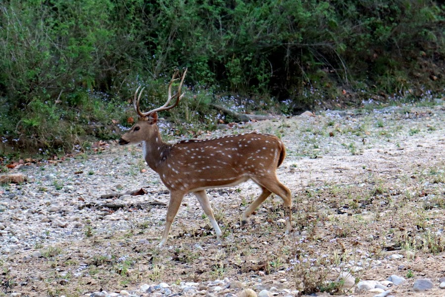 Chilla Wildlife Sanctuary - Photo 7