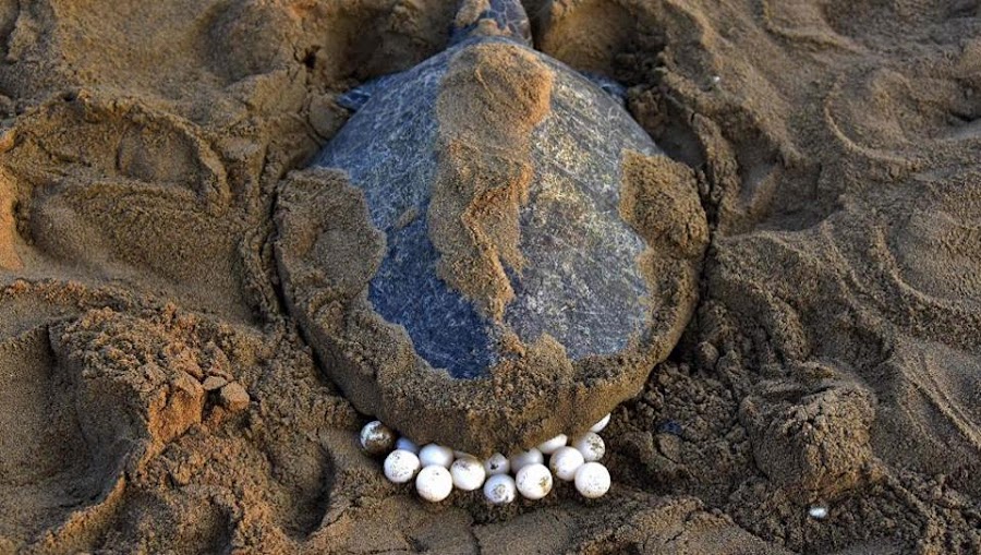 Gahirmatha Marine Sanctuary - Photo 3