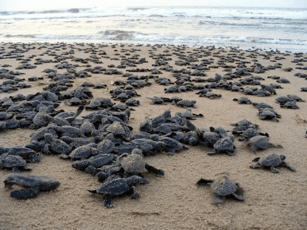 Gahirmatha Marine Sanctuary - Photo 2