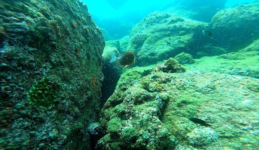 Netrani Island - Photo 4