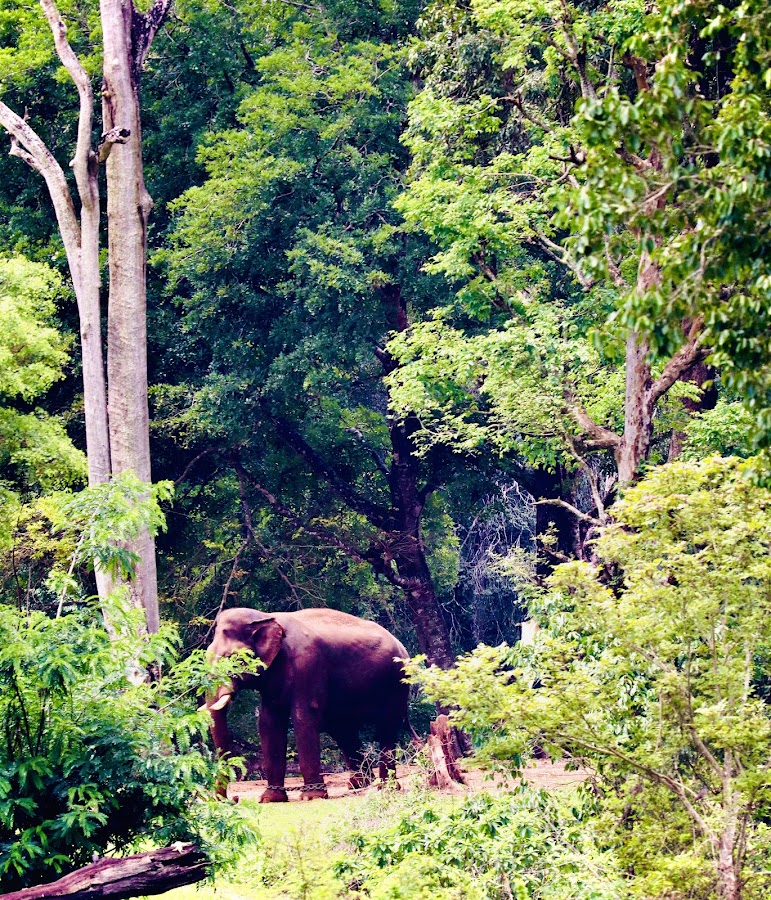 Mudumalai Tiger Reserve - Photo 2