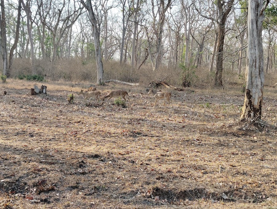 Mudumalai Tiger Reserve - Photo 4