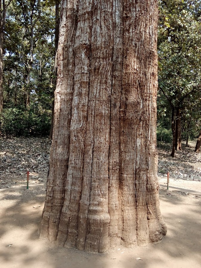 Parambikulam Tiger Reserve - Photo 3