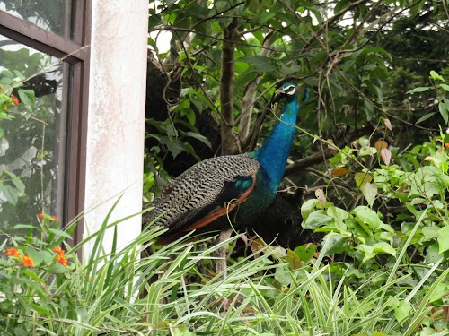 Ponmudi - Photo 4