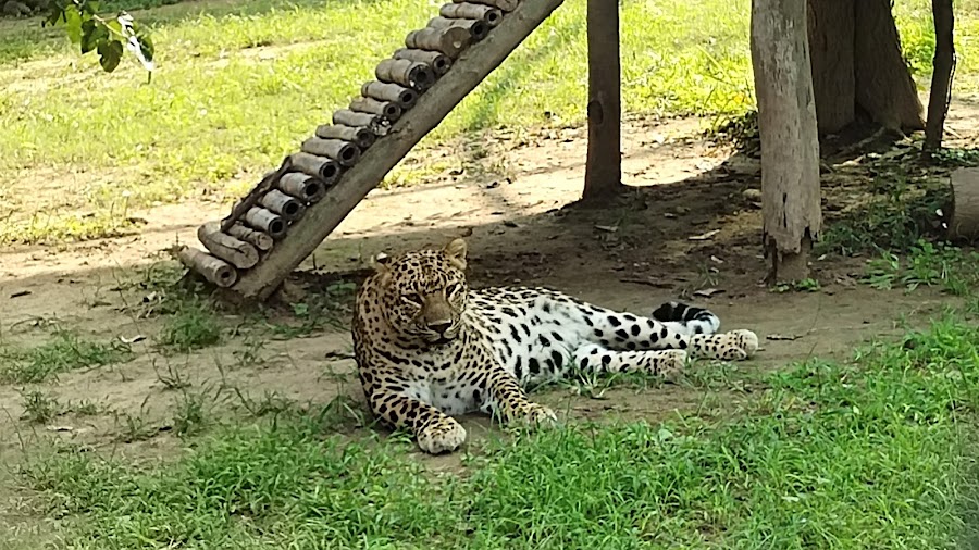 Chattbir Zoo - Photo 3