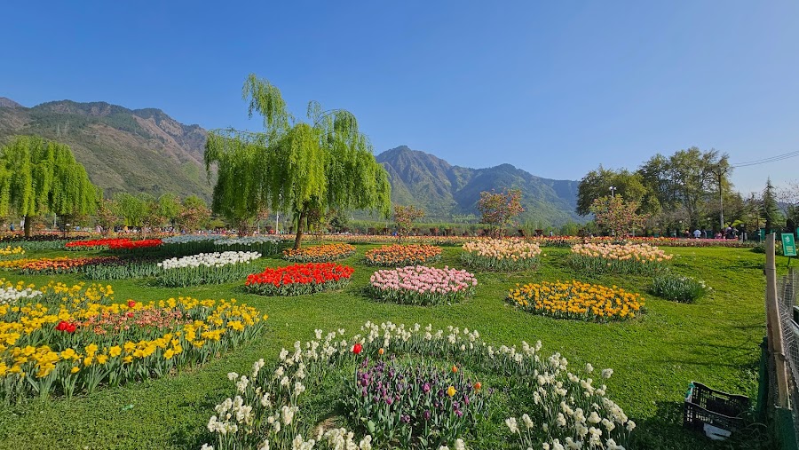 Indira Gandhi Memorial Tulip Garden - Photo 2