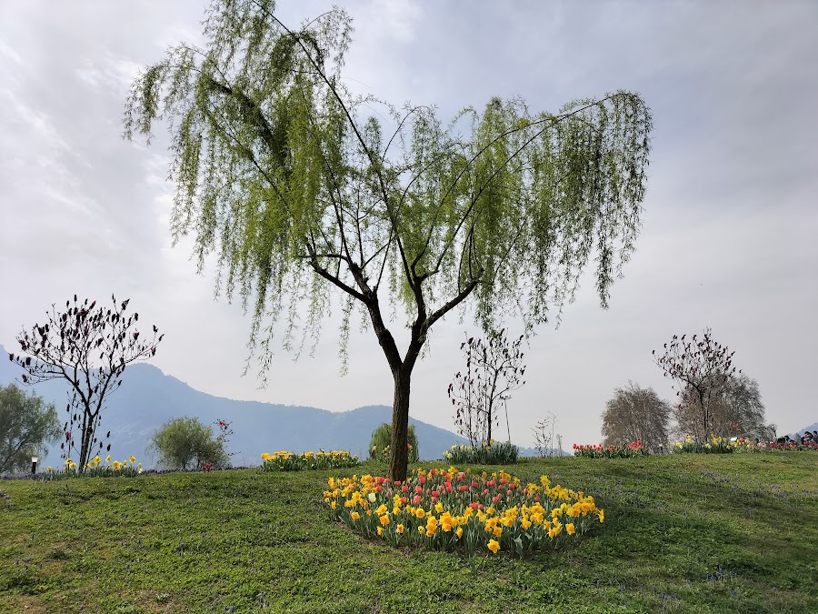 Indira Gandhi Memorial Tulip Garden - Photo 3