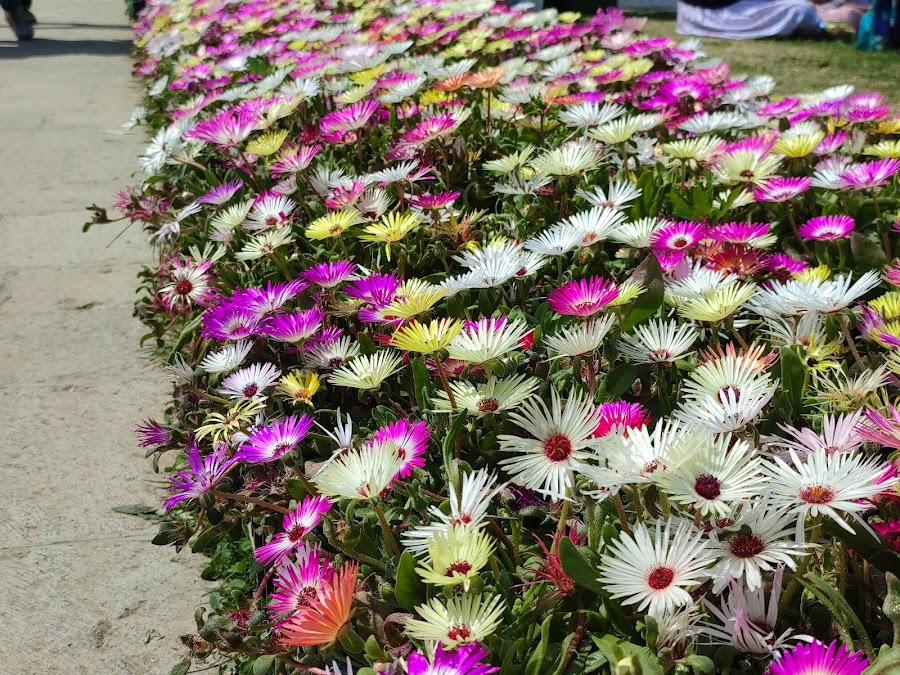 Indira Gandhi Memorial Tulip Garden - Photo 4