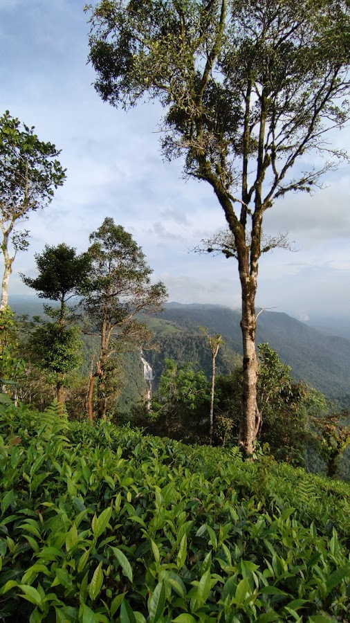 Neelimala View Point - Photo 4