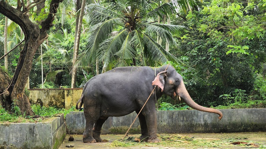 Punnathurkotta Elephant Sanctuary - Photo 2