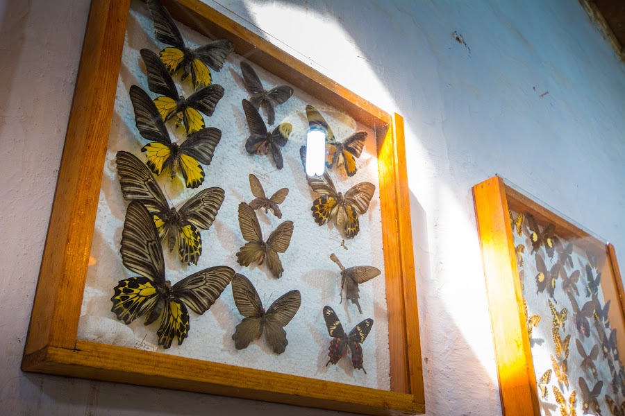 Butterfly Research Centre, Bhimtal - Photo 3