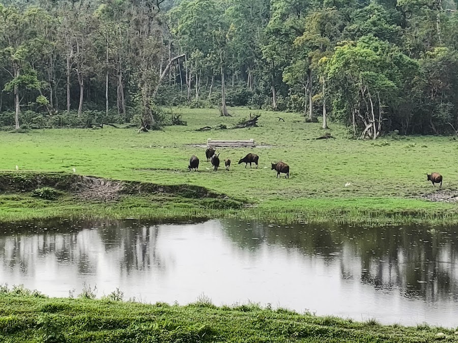 Chapramari Wildlife Sanctuary - Photo 3