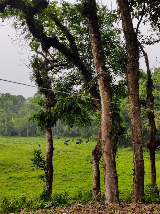 Chapramari Wildlife Sanctuary - Photo 10