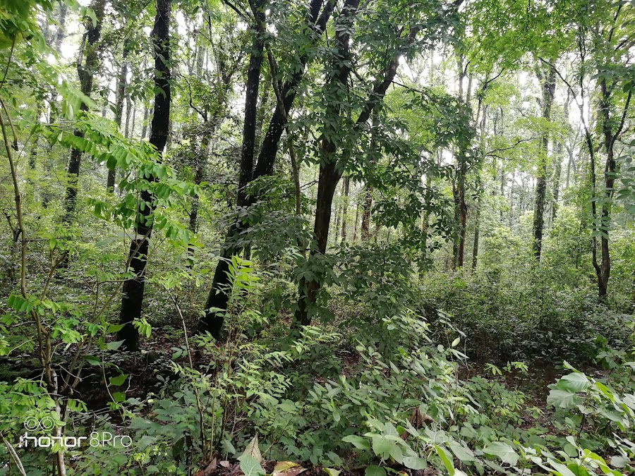 Chapramari Wildlife Sanctuary - Photo 5