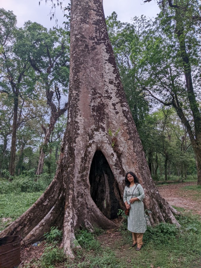Chapramari Wildlife Sanctuary - Photo 8