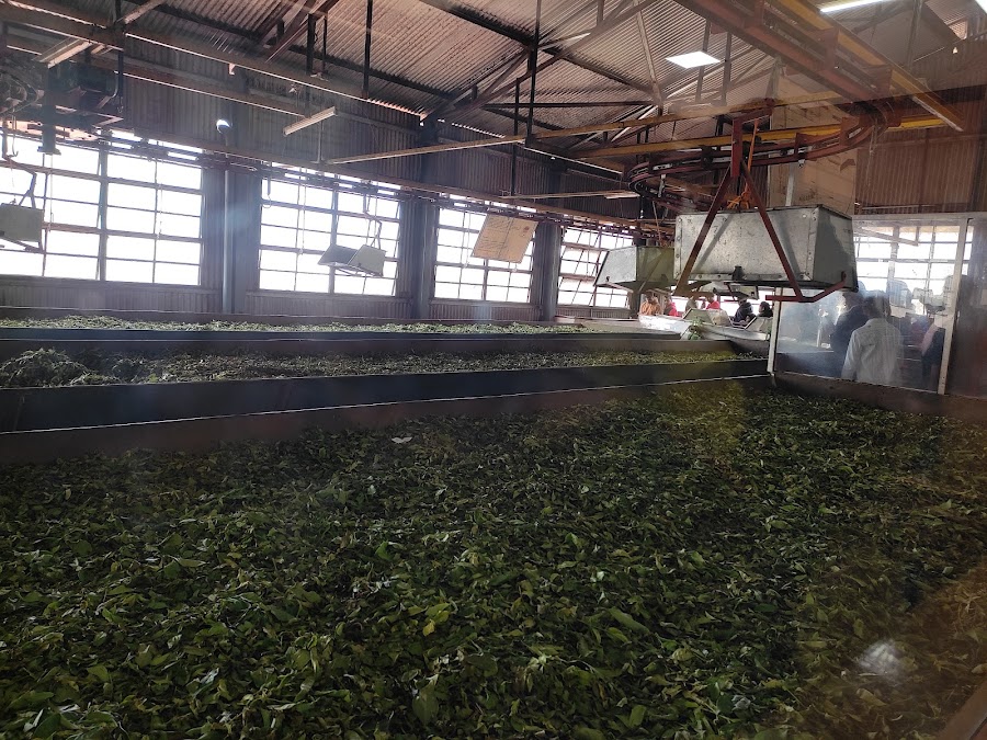 The Tea Factory & The Tea Museum - Photo 2