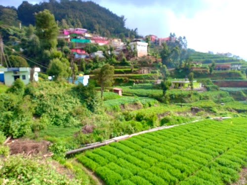 Ooty - Photo 4