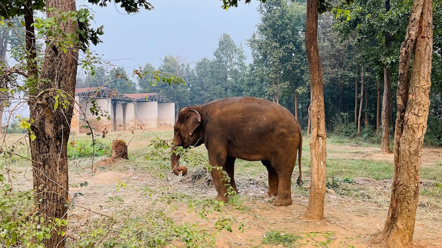 Birsa Zoological Park - Photo 4