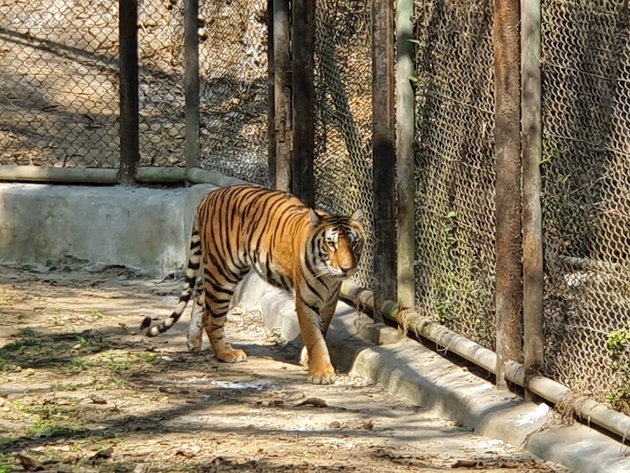 Birsa Zoological Park - Photo 2
