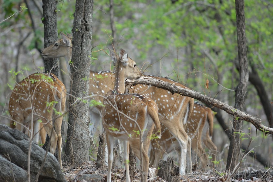 Pench National Park - Photo 2