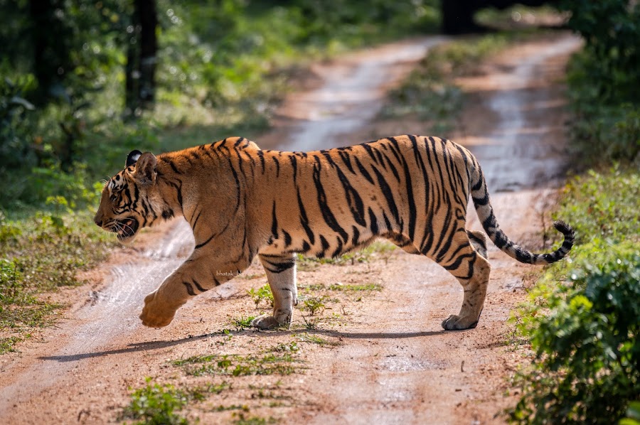 Pench National Park - Photo 3