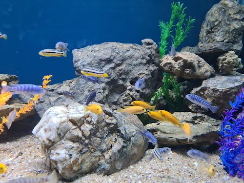 Aquarium Island Cafe - Photo 3