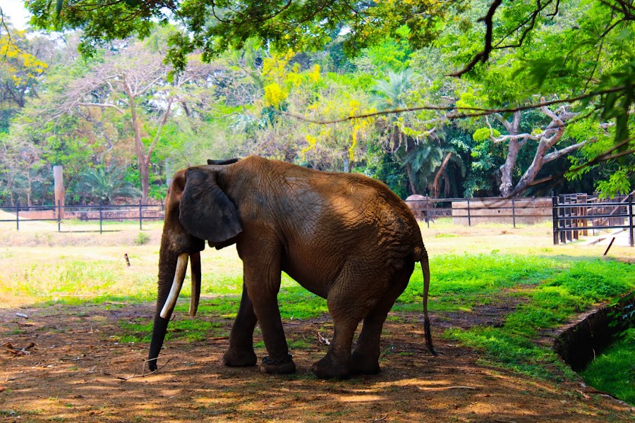 Mysore Zoo - Photo 3