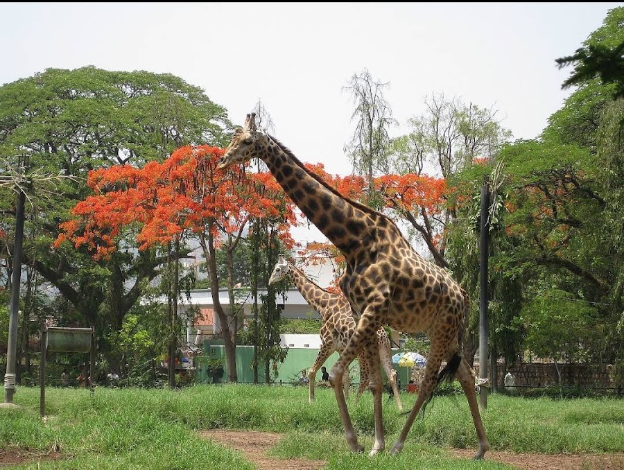 Mysore Zoo - Photo 2