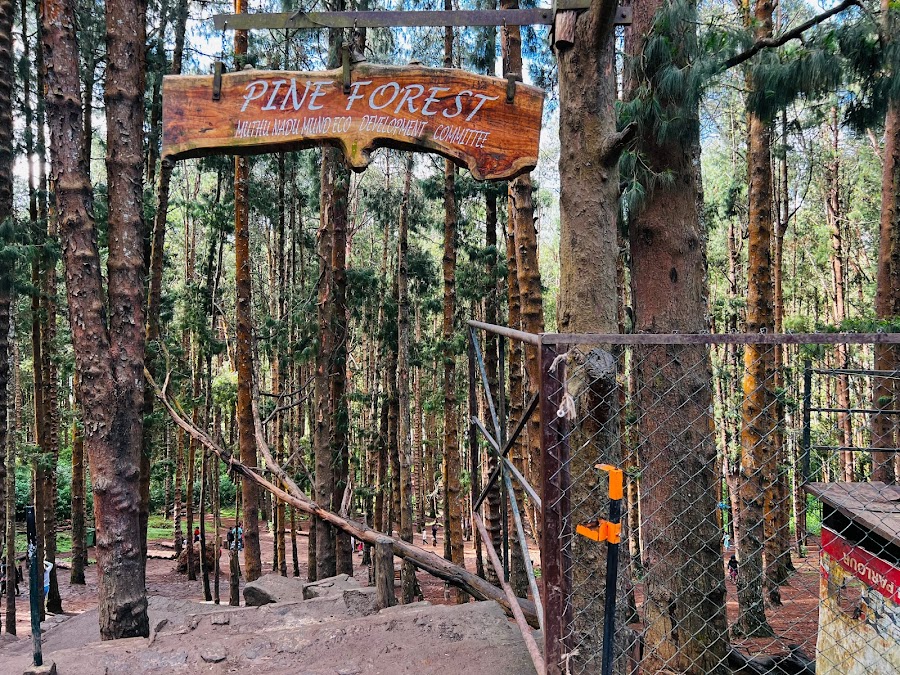 Pine Forest - Photo 4