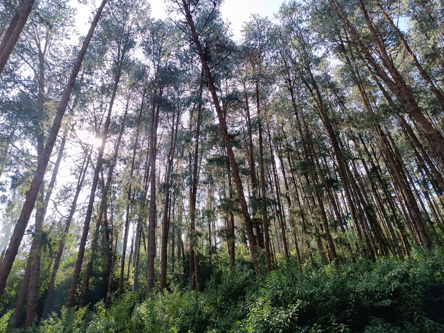 Pine Forest - Photo 2