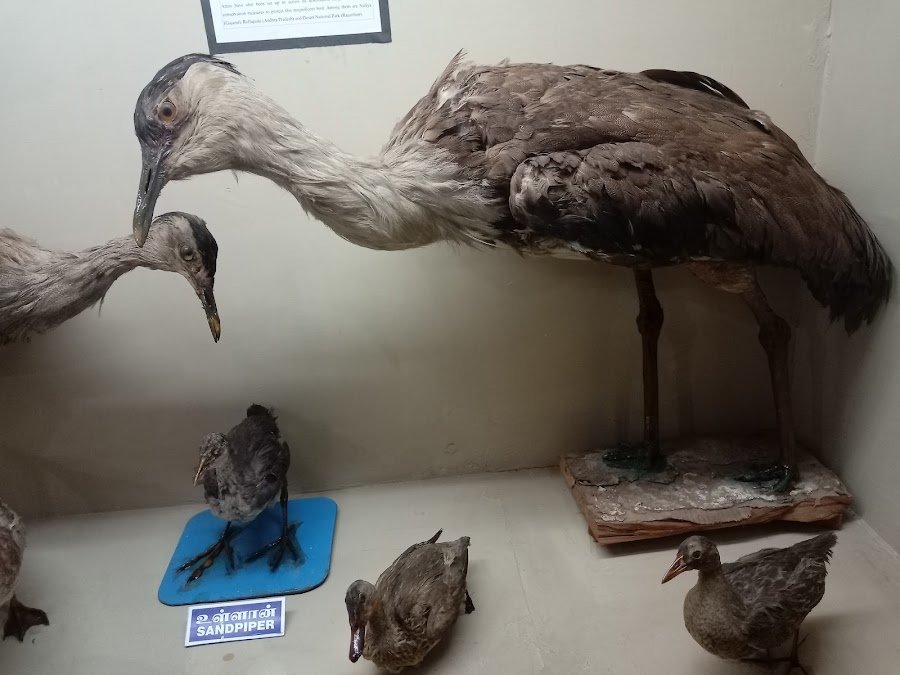Government Museum - Photo 3