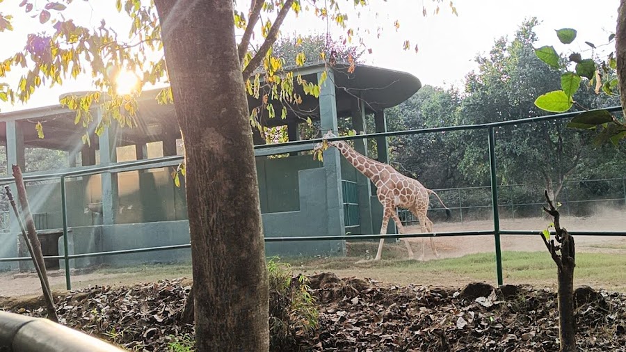 Nandankanan Zoological Park - Photo 4
