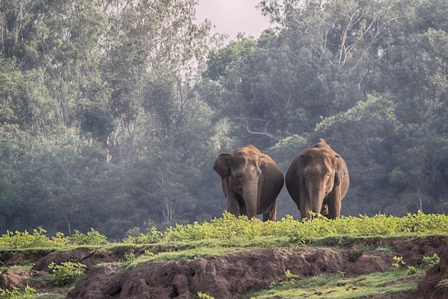 Nagarhole Tiger Reserve - Photo 3