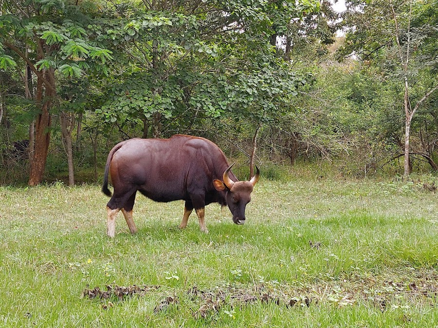 Nagarhole Tiger Reserve - Photo 4