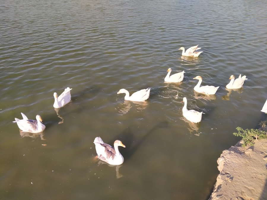 Blue Bird Lake - Photo 3