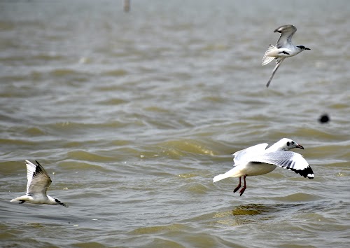 Chilika Lake - Photo 2