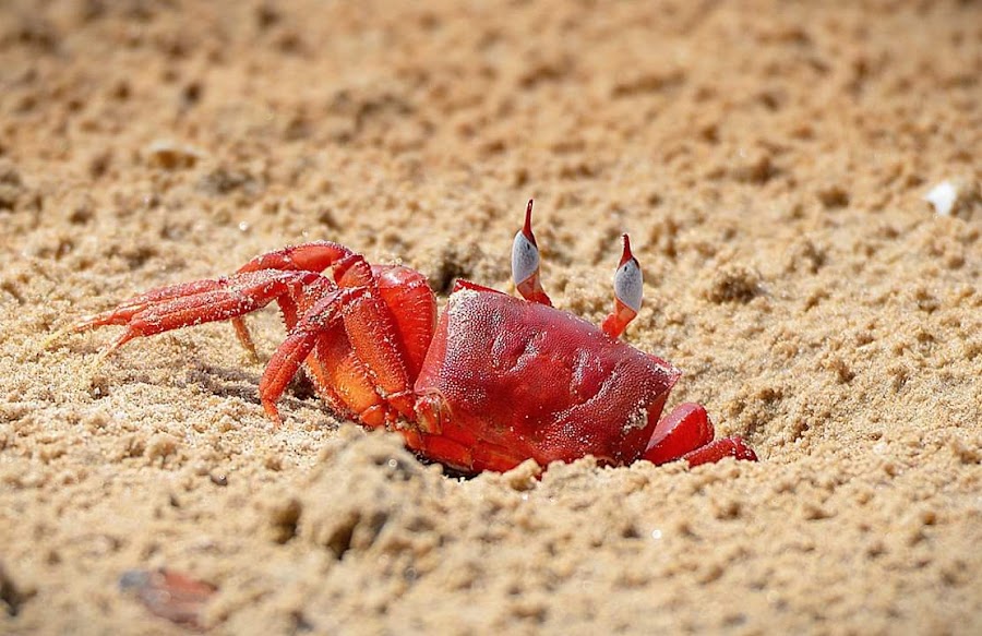 Tajpur Beach - Photo 8