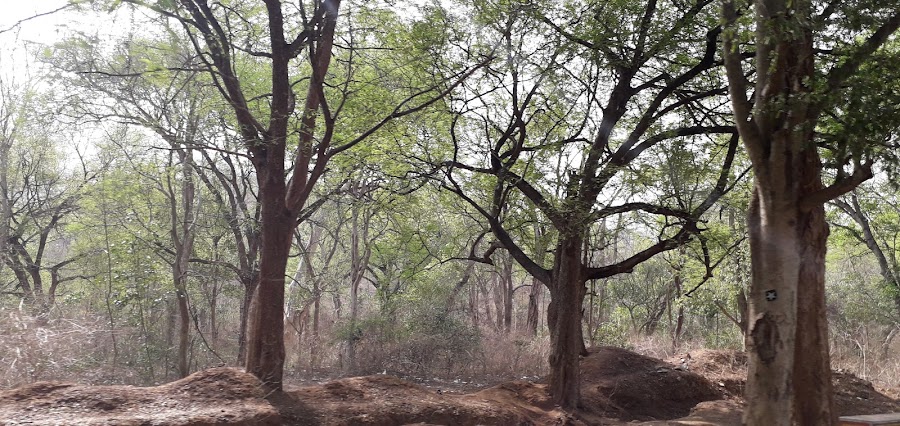 Melagiri Hills - Photo 2
